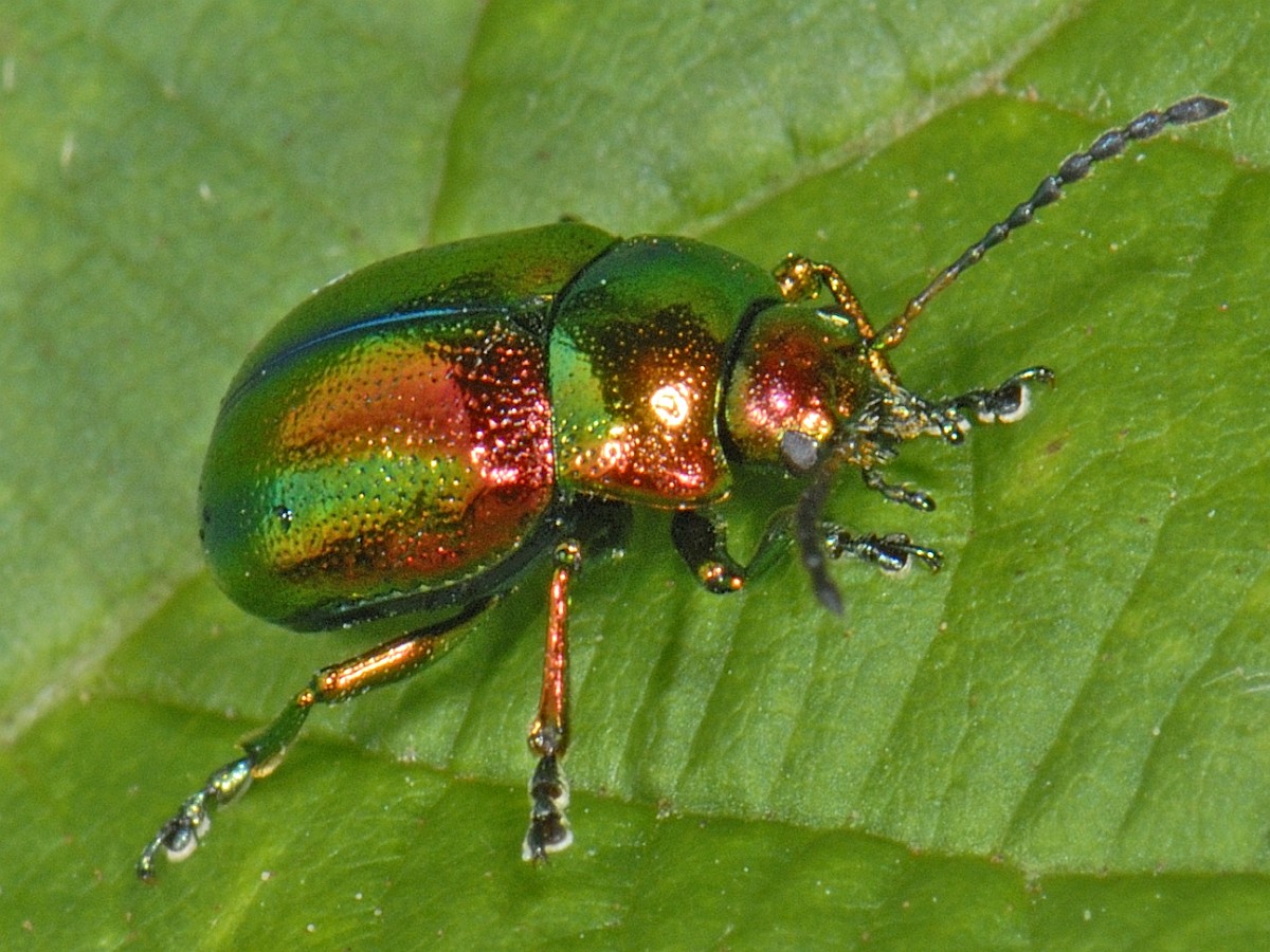 Chrysolina fastuosa